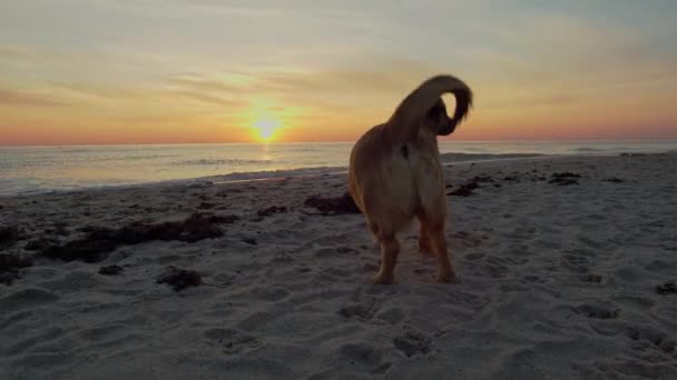 Ensam hund på stranden — Stockvideo