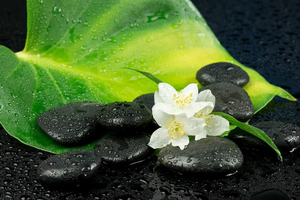 Flower with sea stones Stock Image