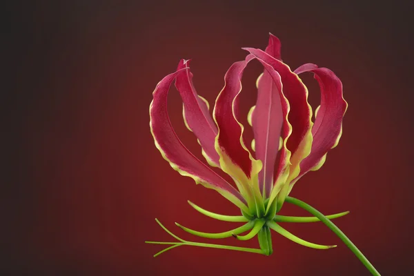 Flame Lily bloom isolated on red background