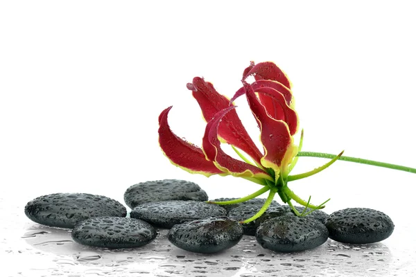 Flame Lily and spa stones Stock Photo