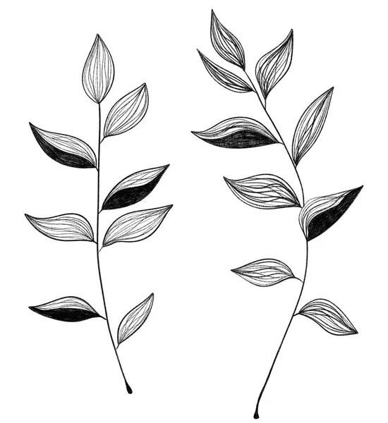 Hand drawn line art leaves illustration. Delicate subtle botanical illustration of leaves. Nature element Outline design for fabric , invitation, print, cover and banner