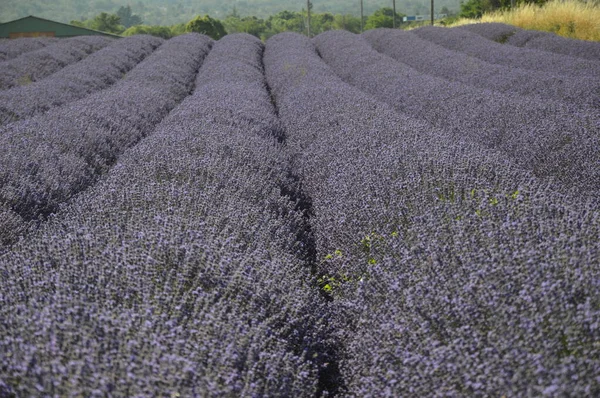 Close Lavender Field — Stock Photo, Image