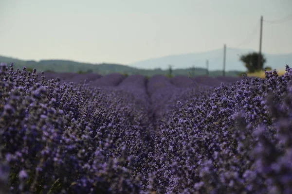 Närbild Ett Lavendelfält — Stockfoto