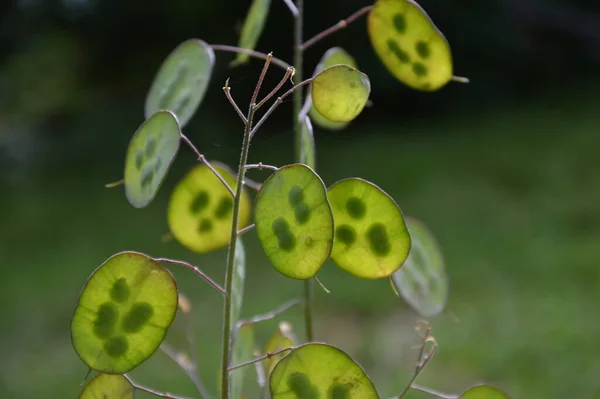 Lunaria Annua Garden — стокове фото