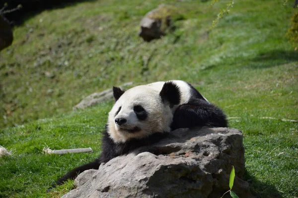 一只懒洋洋的熊猫在岩石上 — 图库照片