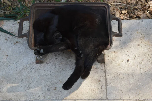 Cat Take Rest Metal Shell — Stock Fotó