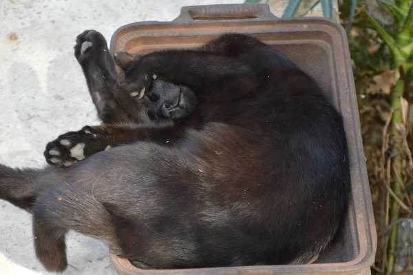 Cat Take Rest Metal Shell — Stok fotoğraf