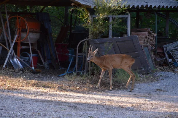 A deer got lost in the garden, Simiane la Rotonde, France