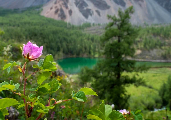 山的山坡上的粉红色 dogrose — 图库照片