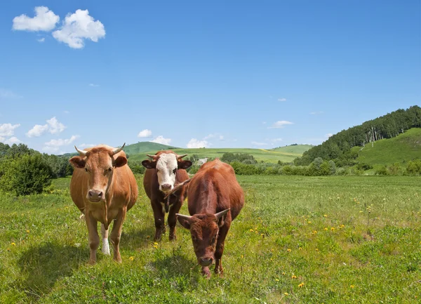 Mucche su un prato estivo — Foto Stock