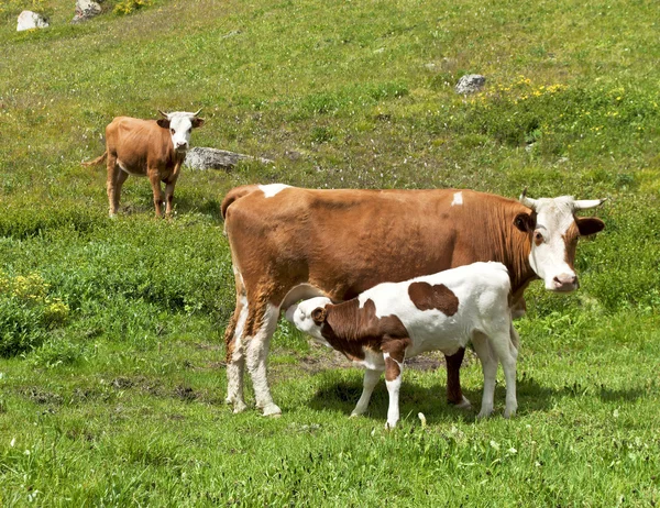 Cows — Stock Photo, Image