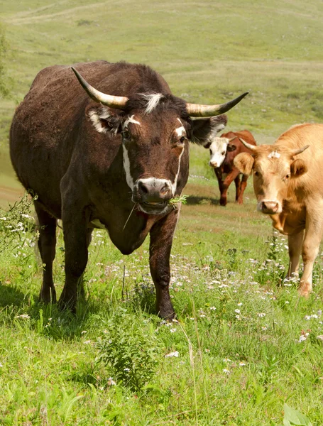 Toro e vacche — Foto Stock