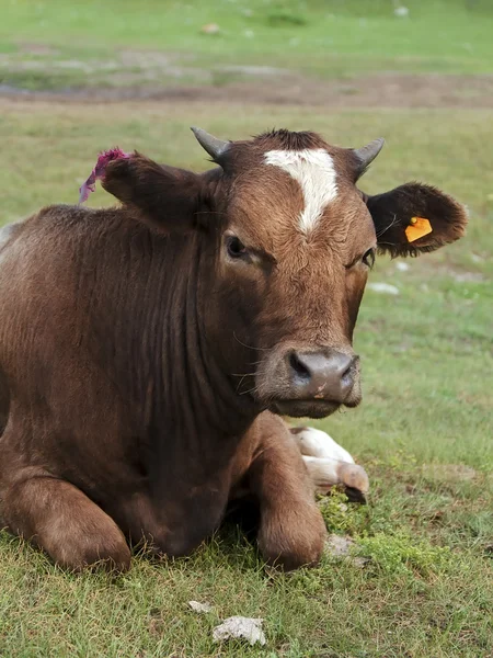 Корова — стоковое фото
