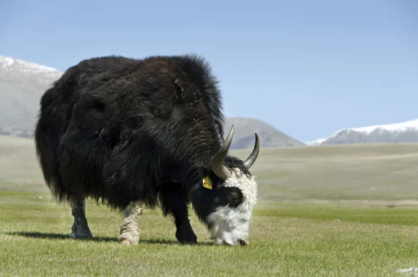 The yak — Stock Photo, Image