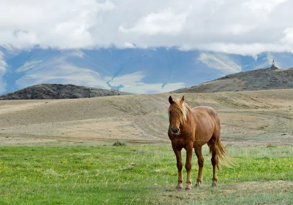 Horse — Stock Photo, Image