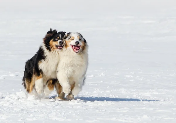 The Australian shepherds — Stock Photo, Image