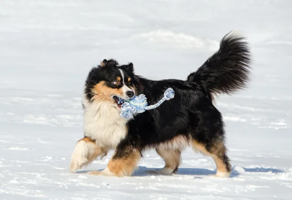 Australian shepherd — Stock Photo, Image