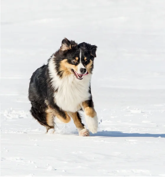 the Australian shepher