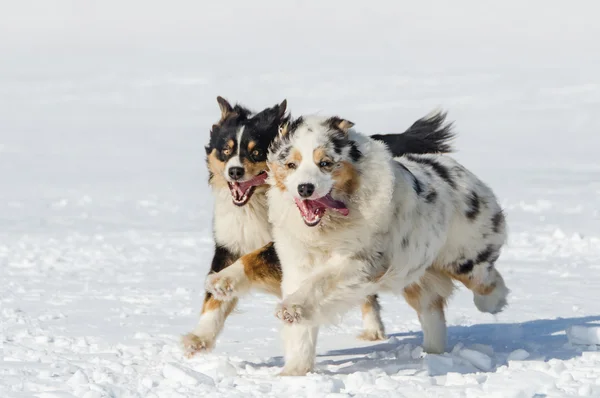 The Australian shepherds — Stock Photo, Image