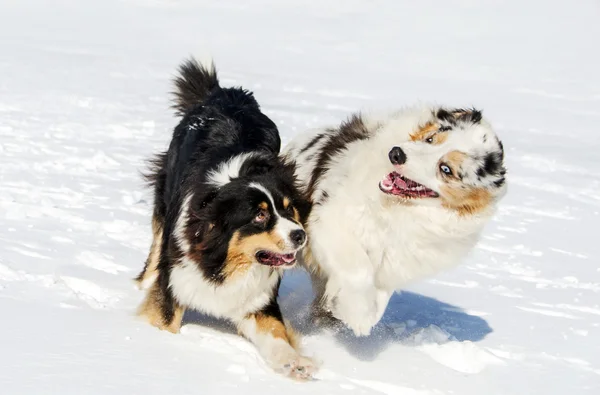 The Australian shepherds — Stock Photo, Image