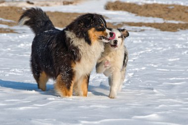 Avustralyalı çoban