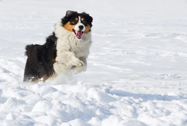 Australian shepherd — Stock Photo, Image