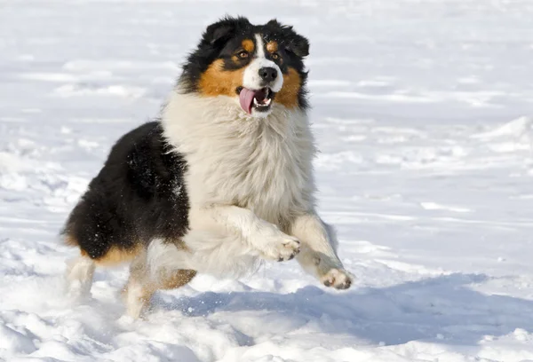 Australian shepherd — Stock Photo, Image