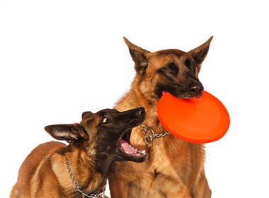 - Bana bu oyuncakver!!!!! - acı çekecek.