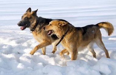 köpek arkadaşlık