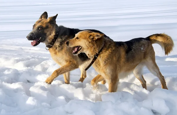 Dogs friendship — Stock Photo, Image