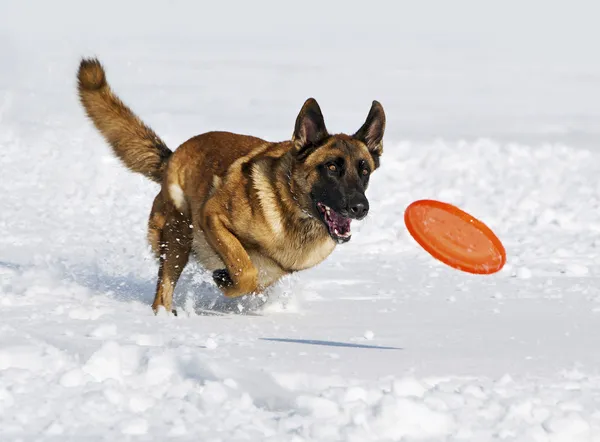 The shepherd plays with a disk frisbee — Stock Photo, Image