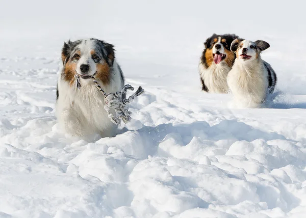 The Australian shepherds — Stock Photo, Image