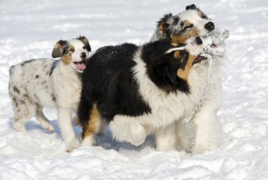 Avustralyalı çoban