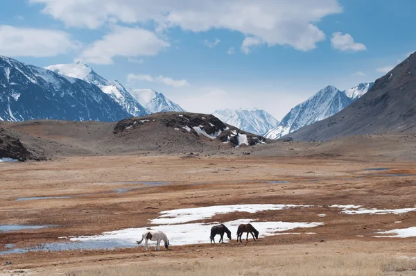 Mountains and horses — Stock Photo, Image