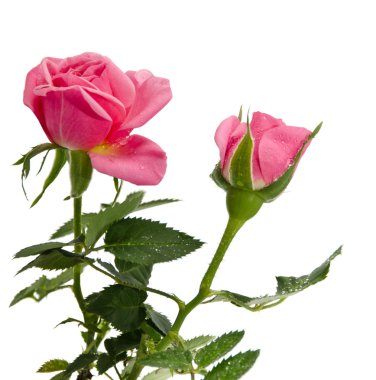 Güller çiy damlaları