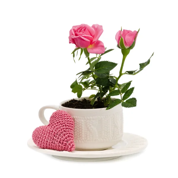 Pink garden roses in a cup — Stock Photo, Image