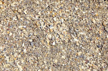 kum ve kabukları arka plan