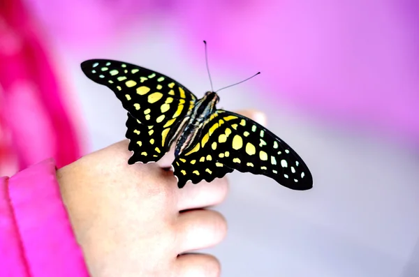 Motýl na dětské ruce — Stock fotografie