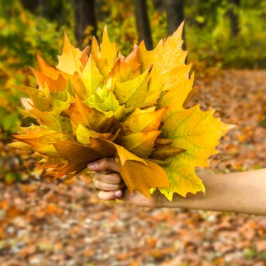 Sarı sonbahar yaprakları
