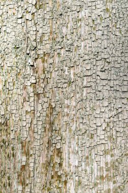 Eski boyanmış ahşap doku