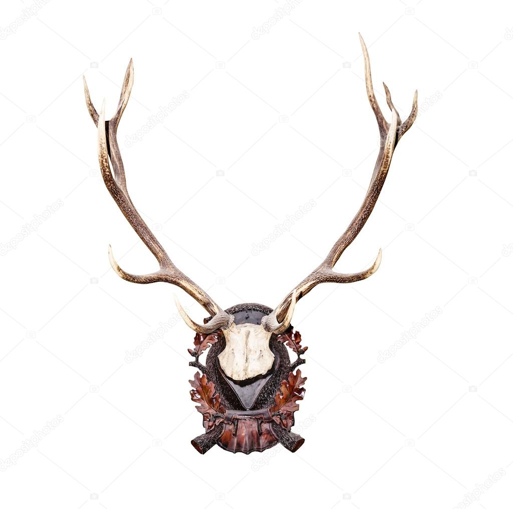 Antlers of a huge stag
