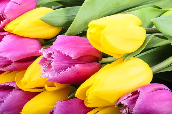 Flowers — Stock Photo, Image