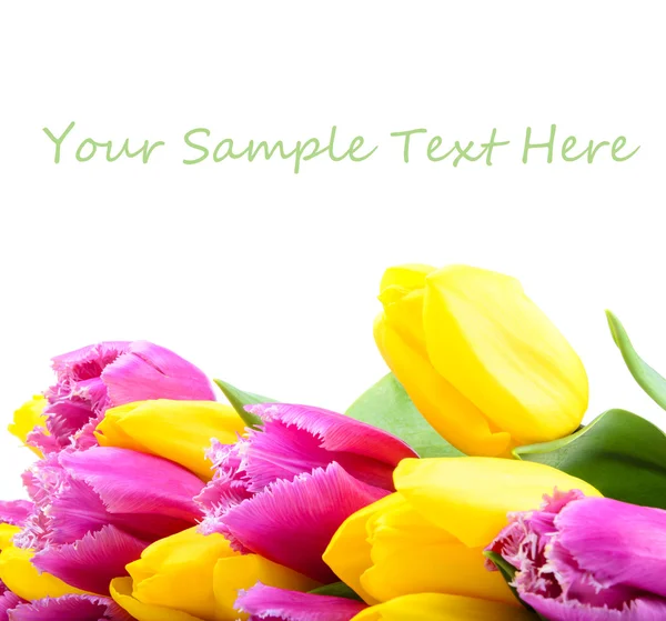 Tulips — Stock Photo, Image