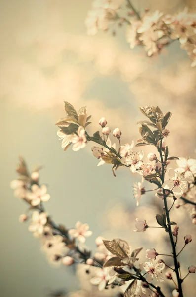 Ročníkové květiny — Stock fotografie
