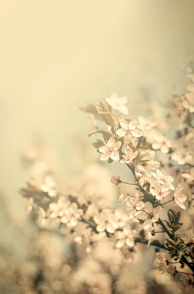 Szüreti virágok — Stock Fotó