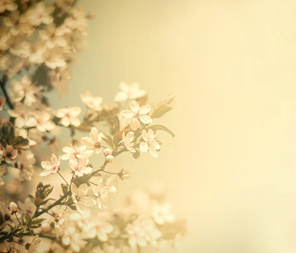 Vintage flowers — Stock Photo, Image