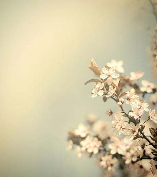 Vintage flowers — Stock Photo, Image