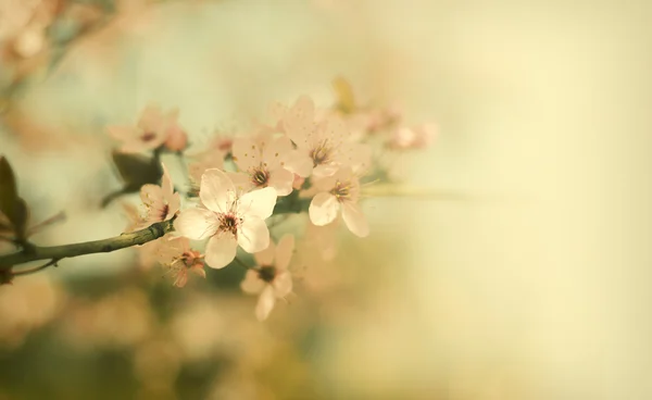 Vintage flowers — Stock Photo, Image