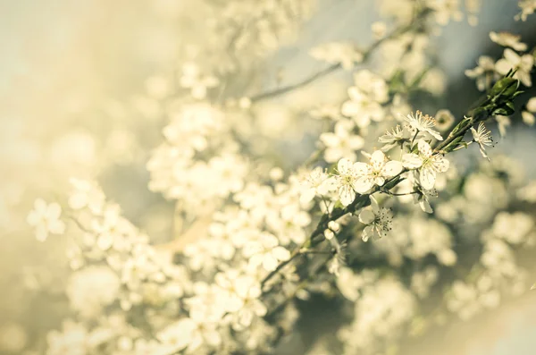 Vintage flowers — Stock Photo, Image