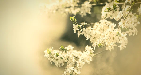 Vintage flowers — Stock Photo, Image